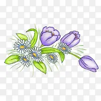 紫色郁金香和雏菊