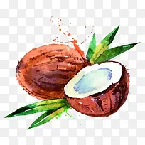 手绘水彩绘画水果椰子