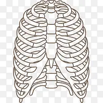 肋骨器官线条手绘图
