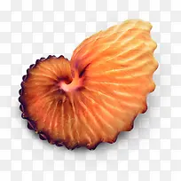 橙色海螺螺旋七夕