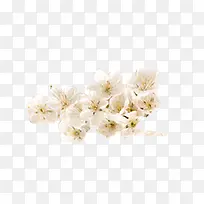 一枝成簇白色樱花