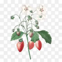 野生草莓手绘