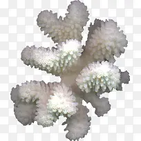 珊瑚装饰图片