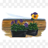 紫花箱