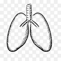 气管和肺