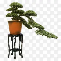 盆栽图片