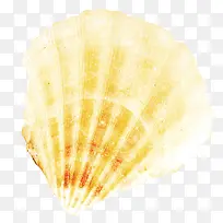 橙色扇贝