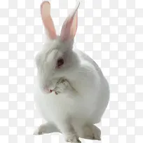 红眼兔子