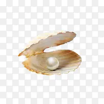 长在贝壳里的珍珠