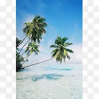 夏威夷岛屿椰子树海报背景