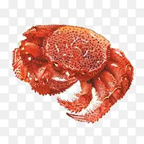 红毛螃蟹