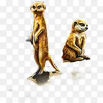 手绘猴子展板设计