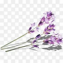紫色丁香花