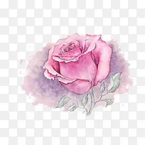 粉色水彩花卉插画艺术
