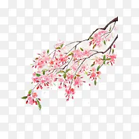 树枝上的樱花图片素材