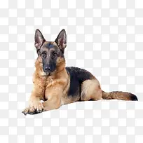 黑背犬高清素材