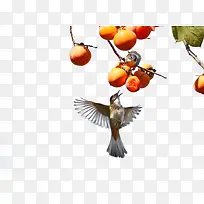 柿子与鸟