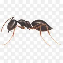 蚂蚁免抠素材