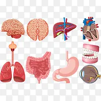 矢量内脏解剖