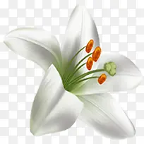 手绘清爽白色花朵植物