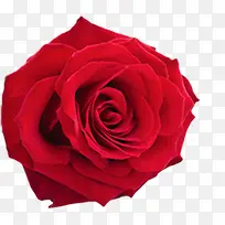浪漫性感红色玫瑰花装饰