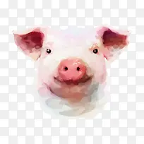 水彩彩绘猪