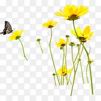 黄色小花和采蜜蝴蝶