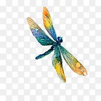 手绘水彩彩色蜻蜓