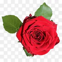 一朵妖艳的红玫瑰