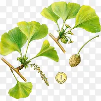 绿色手绘银杏果植物