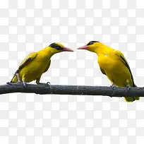两只黄鹂鸟