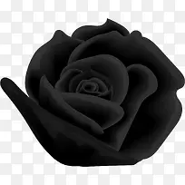 矢量手绘黑色玫瑰