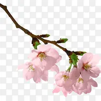 高清粉色夏季花朵树枝