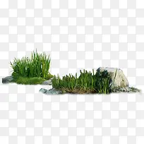 绿色野外植物石头