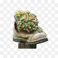 创意鞋子里的植物