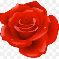 手绘红色带水滴的玫瑰