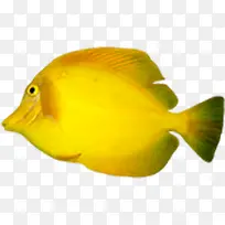 创意合成黄色的小鱼小丑鱼
