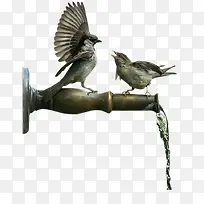 金属水管小鸟