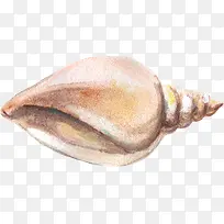 手绘的海螺