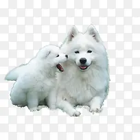 两只白色的小狗