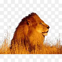 草原狮子