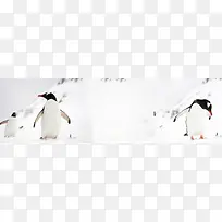 冬季企鹅背景