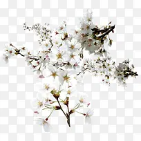白色樱花花朵花枝图片