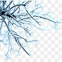 高清摄影冬天的树木雪花元素