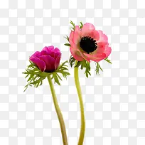 冠状银莲花免抠素材
