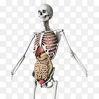 高清五脏六腑