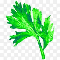 绿色新鲜蔬菜叶装饰图案