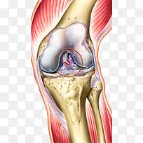 膝盖结构医学插图