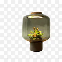 创意玻璃灯罩里的植物