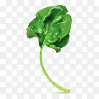 矢量菠菜叶